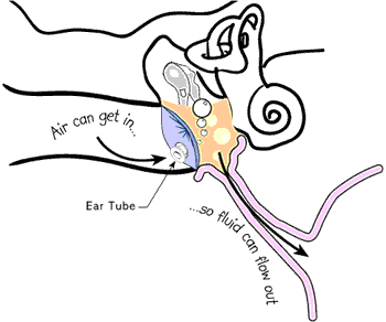 Inner Ear