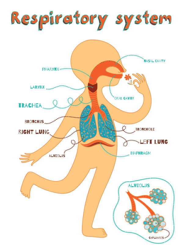 airway image